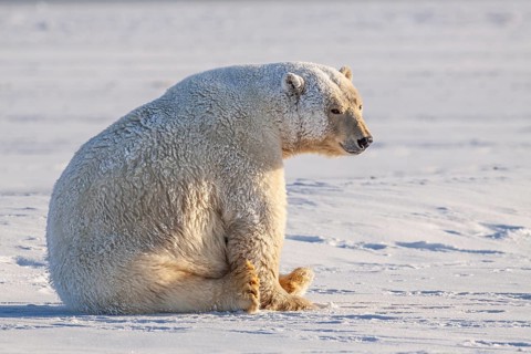 Polar bear (Ursus maritimus), sitting in the snow, sunny, Kaktovik, Arctic National Wildlife