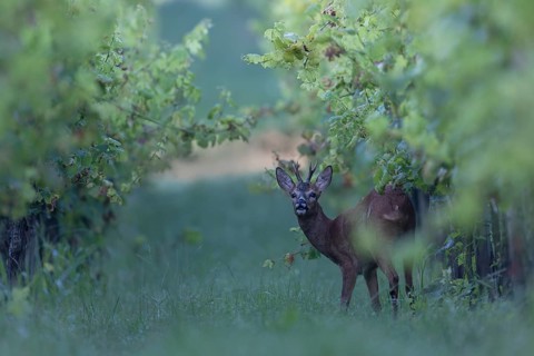 Roebuck in summer, leaf time, Wittlich, Rhineland-Palatinate, Germany, Europe