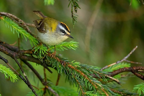 Goldcrest, Regulus ignicapillus, Luce, Mountain area, Luce, Styria, Slovenia, Europe