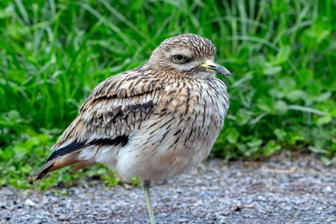 Eurasian stone-curlew, Eurasian thick-knee (Burhinus oedicnemus) portrait in autumn, fall