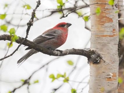 Pine Grosbeak (Pinicola enucleator), adult male perched in a Birch tree, May, Finnish Lapland