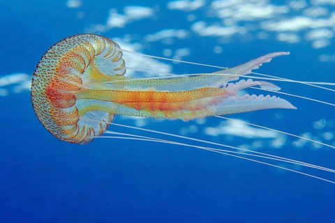 Mauve stinger (Pelagia noctiluca) Fire jellyfish Umbrella jellyfish Cnidarian swims through blue
