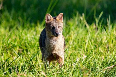 South American forest fox (Cerdocyon thous) Pantanal Brazil