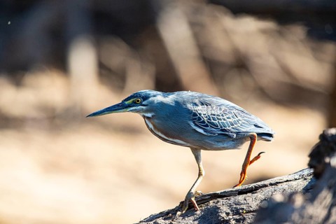 Mongrove Heron (Butorides striatus) Pantanal Brazil