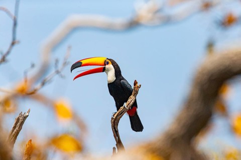 Giant toucan (Ramphastos toco) Pantanal Brazil