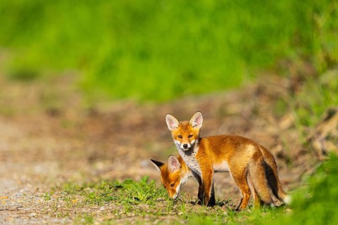 Fox (Vulpes vulpes) puppies Germany