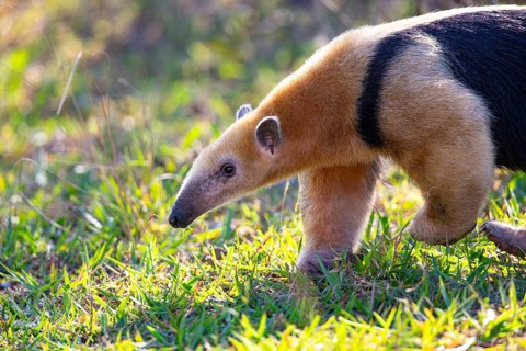 Southern tamandua (Tamandua tetradactyla) Pantanal Brazil