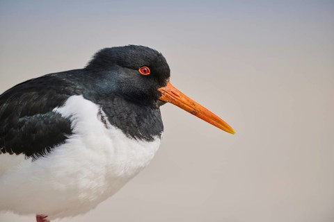 Eurasian oystercatcher (Haematopus ostralegus) portrait, on the beach, Düne, Helgoland,
