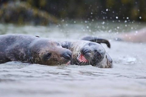 Grey seal (Halichoerus grypus) playing with each other in the water, sea, Düne, Helgoland,