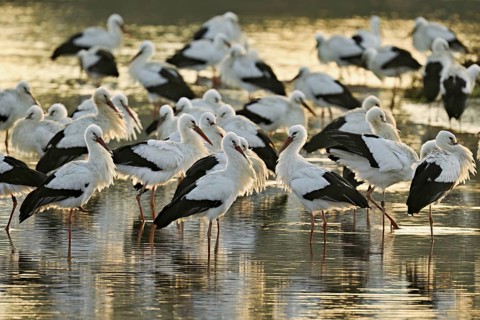 White storks (Ciconia ciconia), large flock roosting in shallow water, Flachsee, Canton Aargau,
