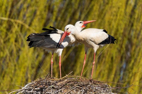 Two storks lean their heads towards each other in the nest, surrounded by willow branches, white