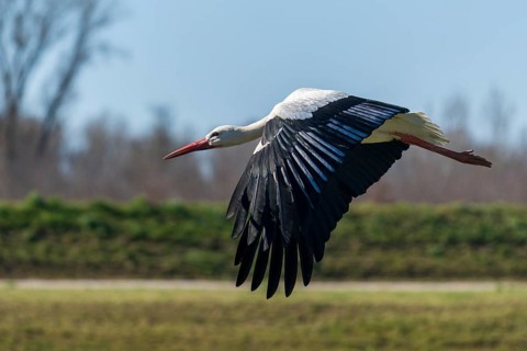 The stork hovers just above the meadow, with its wings wide open, white stork (Ciconia ciconia),