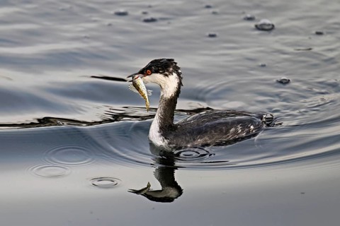 Slavonian grebe (Podiceps auritus), adult, in a white plumage, winter plumage, swimming with a fish