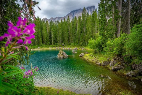 Lake carezza with turquoise water surrounded by fir forest and latemar mountain range in background