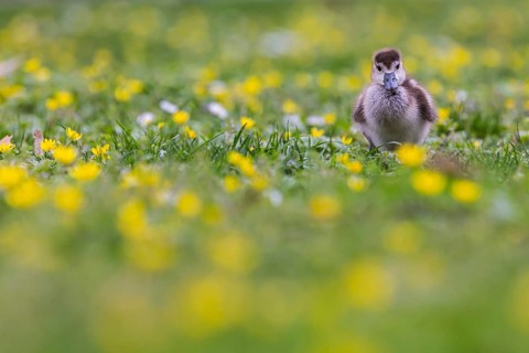 Chicks of the Nile Goose (Alopochen aegyptiaca) freshly hatched, park in spring with spring flowers