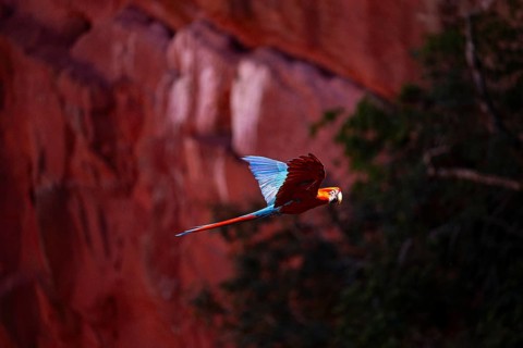 Red-and-green macaw (Ara chloropterus) Buraco das Araras Brazil