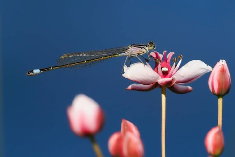 A Blue-tailed damselfly (Ischnura elegans) sitting on a pink flower, flowering rush (Butomus