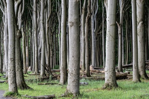 Beech forest (Fagus sylvatica), Ghost Forest Nienhagen, Mecklenburg-Western Pomerania, Germany,