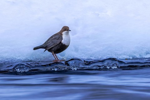 Northern white-throated dipper (Cinclus cinclus cinclus) foraging along frozen stream in winter,