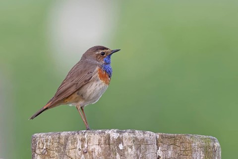 Bluethroat (Luscinia svecica cyanecula), male, on a pasture fence post, wildlife, Lembruch, Ochsen