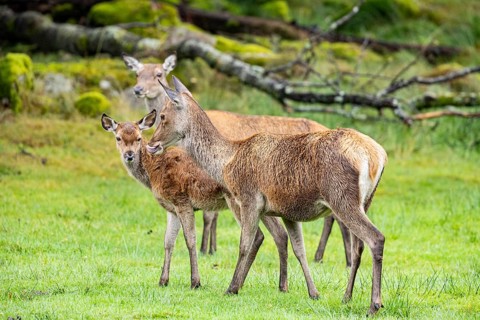 Red deer (Cervus elaphus) cow with calf captive Germany