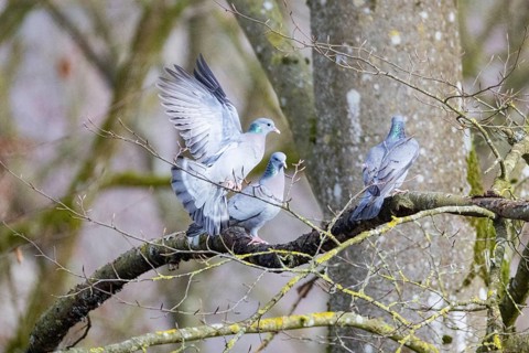 Stock Dove (Columba oenas) Germany