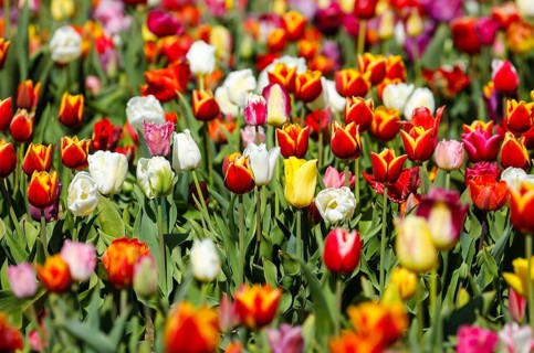 Tulips blooming in a tulip field, Grevenbroich, North Rhine-Westphalia, Germany, Europe