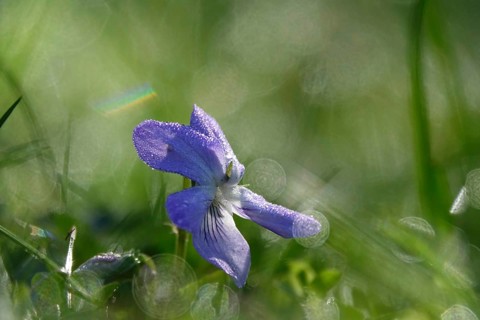 Violets with morning dew, April, Germany, Europe