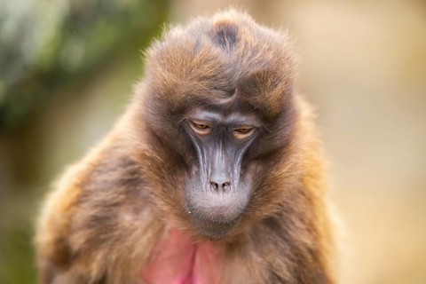 Gelada (Theropithecus gelada), portrait, captive, Germany, Europe