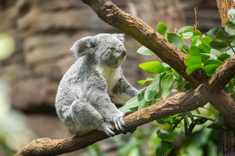Koala (Phascolarctos cinereus) sitting on a tree, captive, distribution South Australia, Australia,