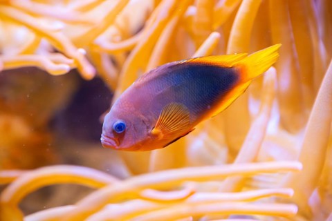 Yellowback anthias (Pseudanthias evansi) swimming under water, captive, Germany, Europe