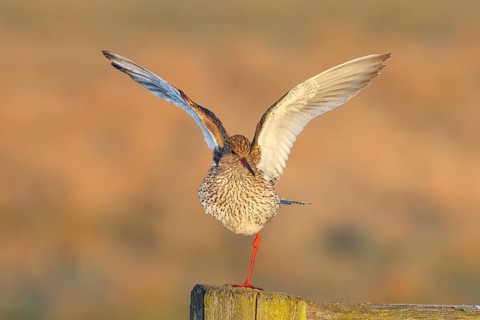 Redshank, (Tringa totanus), in breeding plumage, standing on one leg, wildlife, animals, birds,