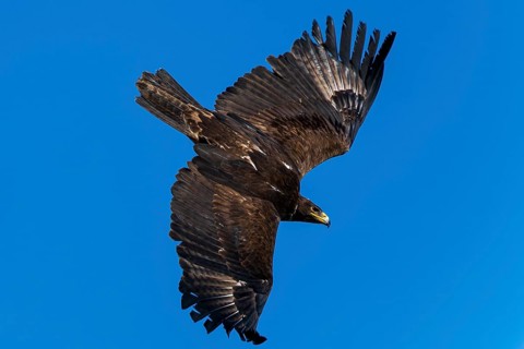 View of a large bird with outstretched wings under a blue sky, Steppe Eagle (Aquila nipalensis),