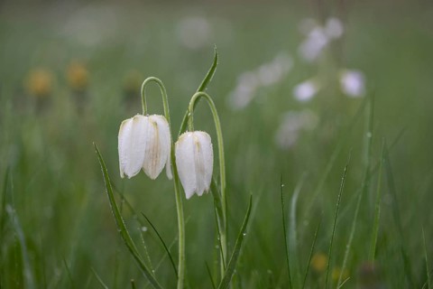Snake's Head Fritillary (Fritillaria meleagris), Lower Saxony, Germany, Europe