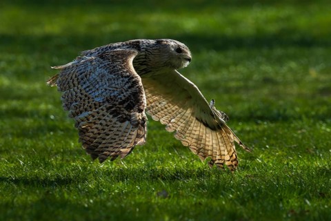 A flying owl glides close to the ground over a green meadow in the shade, Siberian Eagle Owl (Bubo