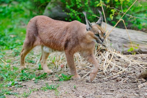 A Caracal (Caracal caracal) runs across a green meadow