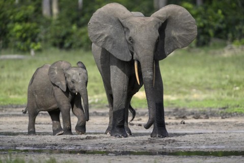 African forest elephants (Loxodonta cyclotis) in the Dzanga Bai forest clearing, Dzanga-Ndoki