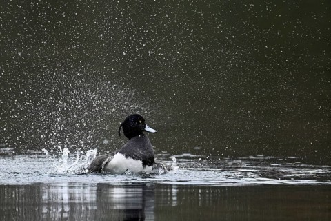 Tufted Duck (Aythya fuligula), male during plumage care, Rootsee, Canton Lucerne, Switzerland,