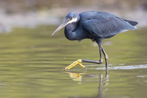 Great Egret, (Egretta gularis), foraging, Raysut, Salalah, Dhofar, Oman, Asia