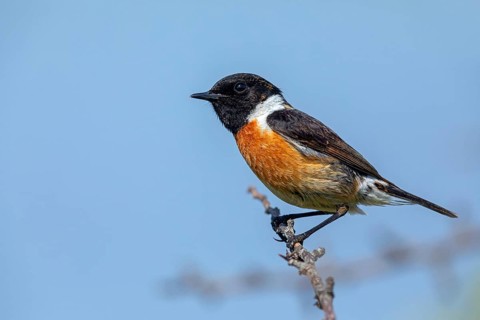 Stonechat, (Saxicola torquata), foraging, male, Eich, Rhineland-Palatinate, Germany, Europe