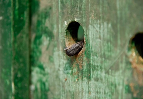 A finger of a Common langur (Semnopithecus entellus) also call Hanuman langur, grips the hole of a