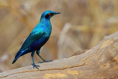 Bronze-tailed starling (Lamprotornis chalcurus), Tendaba camp / Tendaba photo hid, Kwinella, South