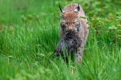 Hunting Eurasian lynx (Lynx lynx) walking with caught muskrat (Ondatra zibethicus) prey in its
