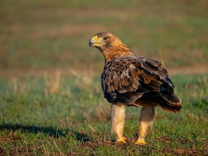 Spanish imperial eagle (Aquila adalberti), El Millaron Imperial Eagle Hid, Salorino, Extremadura