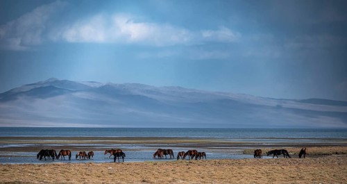 A herd of horses grazing in a meadow by the Song Kul mountain lake, Naryn region, Kyrgyzstan, Asia