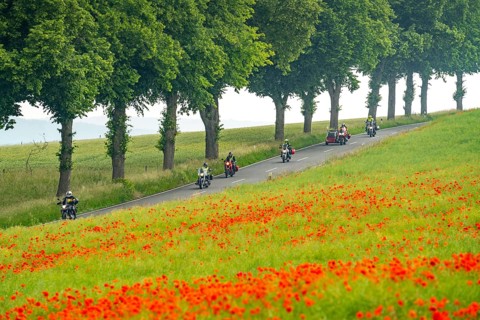 Country road near Warstein, row of trees, cornfield with blooming poppies, Sauerland, North