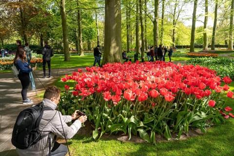 The Keukenhof, gardens, amusement park, spring park, spring flower show, near Lisse, South Holland,