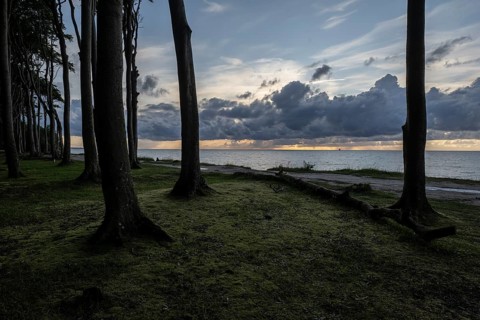 Beech forest (Fagus sylvatica), Ghost Forest Nienhagen, Mecklenburg-Western Pomerania, Germany,