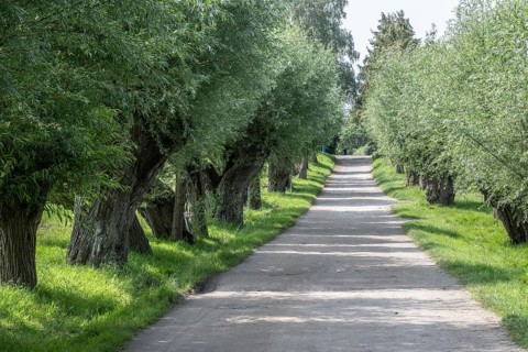 Old pollarded willow, willow (Salix viminalis), Poel Island, Mecklenburg-Western Pomerania,