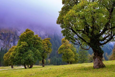 Maple trees, (Acer pseudoplataus), near the Wankerfleck, Ammergau Alps, Ostallgäu, Bavaria,